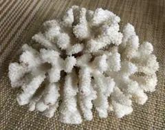 珊瑚礁 キクメイシ化石 - メルカリ
