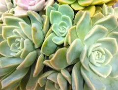 みゆりん様 リクエスト 3点 まとめ商品