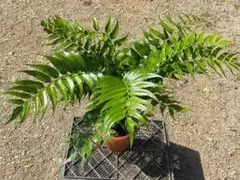 おまけ レア Nephrolepis pendula 垂れるシダ 抜苗 - メルカリ