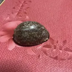 タカラ貝①