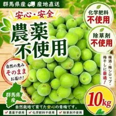 農薬不使用】青梅〜中熟梅 20Kg 梅酒 梅シロップ 梅干し ご注文後収穫 