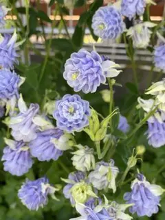 Rihou様 リクエスト 2点 まとめ商品