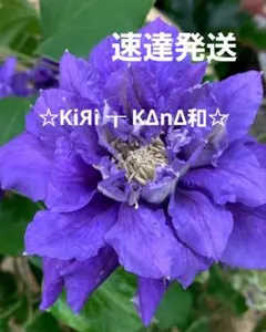 速達発送　クレマチス苗　　☆KiЯi ┰ KΔnΔ和☆のサムネイル