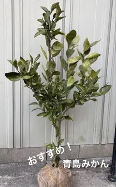 ひい様 リクエスト 2点 まとめ商品