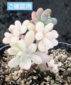 専用　ご確認用　乙女心錦　摘芯株