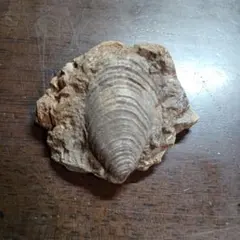 2026年最新】北海道 化石の人気アイテム - メルカリ