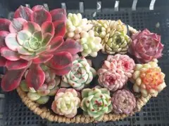 【超得Sale】品種いろいろセット⑨★抜き苗★エケベリア★多肉★多肉植物寄せ植え