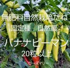 マリアッチ様 リクエスト 3点 まとめ商品