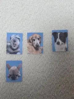 ご機嫌ナナメな犬の証明写真