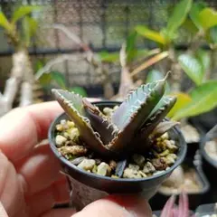 sakuramaru様 リクエスト 3点 まとめ商品