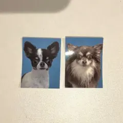 赤の他人のチワワの証明写真2枚セット チワワ