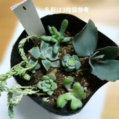 多肉植物 寄せ植え 7種セット ミニカット苗 観葉植物