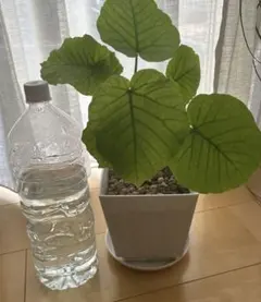 ウンベラータ　挿木苗のサムネイル
