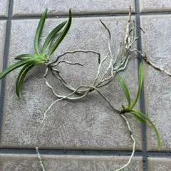 rinaria様 リクエスト 2点 まとめ商品