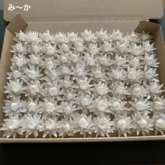 52・ヘリクリサム ドライフラワー 花材 リース ハーバリウム 貝細工