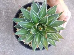 2026年最新】王妃笹の雪b型の人気アイテム - メルカリ