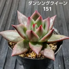 ダンシングクイーン151 エケベリア 多肉植物 抜き苗