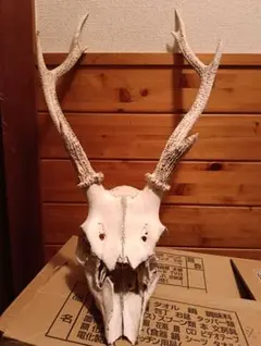 2026年最新】鹿 標本の人気アイテム - メルカリ