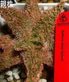 極上　belfiore succulent赤タグ　アロエハイブリッド子株　速達 極上 belfiore succulent赤タグ アロエハイブリッド子株 速達 - メルカリ