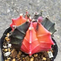 ギムノカリキウム♥緋牡丹錦♥抜き苗(根あり)♥蕾多数ありのサムネイル