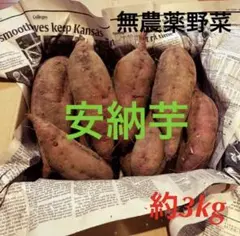 【無農薬のお野菜】 サツマイモ 安納芋 今期ラストで値下げ　３キロ　追熟して甘い