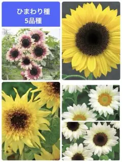 ひまわり種5品種