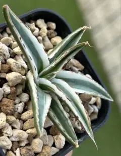 rin21 【プロフ確認して下さい。】様 リクエスト 2点 まとめ商品