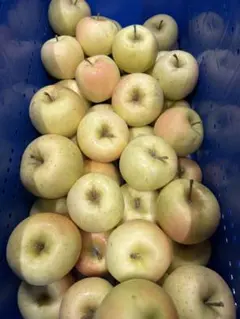 ♡itohMakiMaki♡様専用ページ