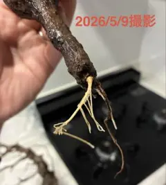【2026年2月28日輸入分 新鮮株②】オペルクリカリア パキプス ベアルート 2026年最新】オペルクリカリア パキプス ベアルートの人気アイテム