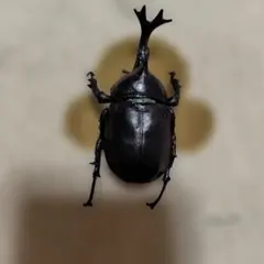 リアル昆虫フィギュア 黒と緑