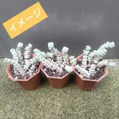 多肉植物　数珠星錦　ファンタジー6本カット苗のサムネイル
