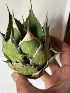 ざりー様 リクエスト 2点 まとめ商品