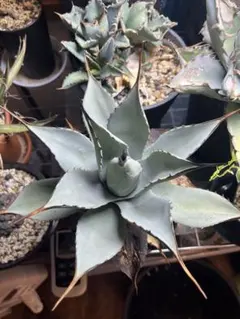 アガベ トランカータ錦 トリカラー ② 斑入り 2025年最新】トランカータ 斑入りの人気アイテム - メルカリ