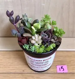 15 そのまま飾れます❤️ カラフル　紅葉　多肉植物　寄せ植え　育て方メモつき
