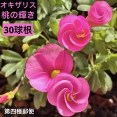 オキザリス　桃の輝き　30球 球根　ピンク花のサムネイル