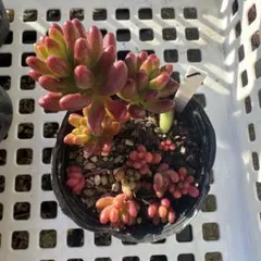 こうくん様 リクエスト 2点 まとめ商品