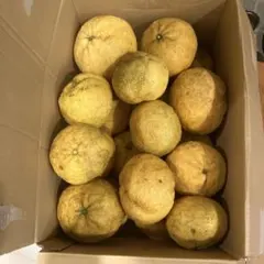 家庭菜園で採れた夏みかんのサムネイル