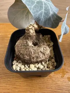 塊根植物】ステファニア カウィーサキー 鉢植え 大株 発根済み A-57