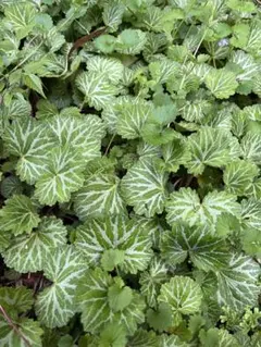 ♡お値引き☆ユキノシタ 雪の下 苔玉用 サイズ希望お聞きします 5株 