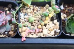 c*i様 グリーンネックレス斑入り