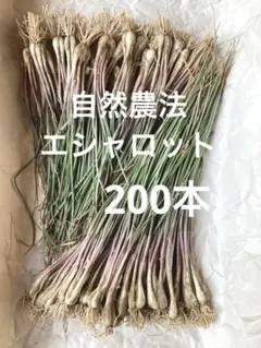 2026年最新】エシャロット 苗の人気アイテム - メルカリ