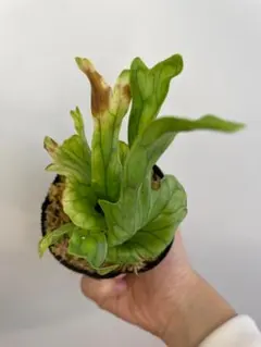 【極小の芸術】ビカクシダ 　ワンダエドワーフカーリング　台湾株 極小の芸術】ビカクシダ ワンダエドワーフカーリング 台湾株 - メルカリ