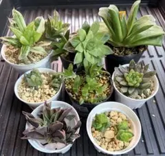 ハオルチア　8鉢分仕立て直してくださいセット (T ^ T)