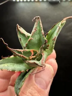 2026年最新】インフェルノ アガベの人気アイテム - メルカリ