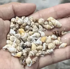 小さな貝殻セット 約300個