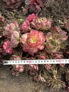 アエオニウム　海仙錦