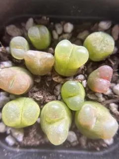 SALE❣️多肉植物　コノフィツム　マウガニー　抜き苗　全部11苗　5cm鉢