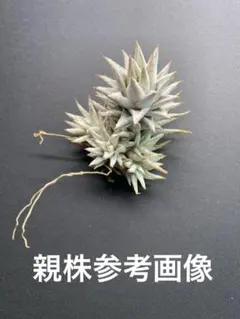 2026年最新】バンハイニンギーの人気アイテム - メルカリ