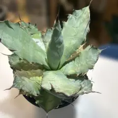 2026年最新】ジェレミー アガベの人気アイテム - メルカリ