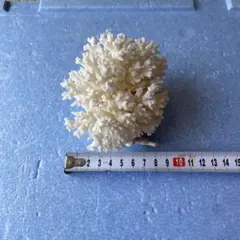 珊瑚礁 珊瑚 アロマストーン 白化珊瑚 置物 白珊瑚 15 - メルカリ